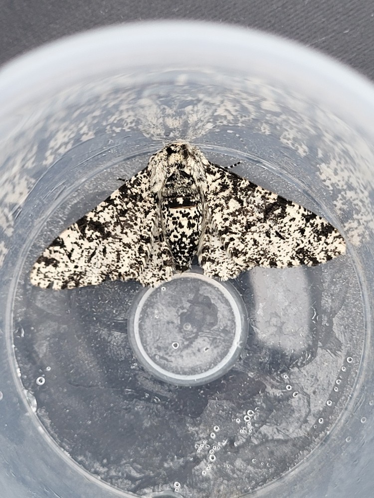 Photo of Peppered Moth (Biston betularia)